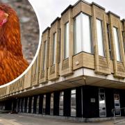 A farmer is facing trial for allegedly failing to deal with chickens that were injured by bullying, as well as other animal cruelty offences