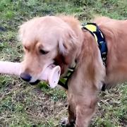 Golden Retriever, Ahsoka, finding a vibrator in Horsforth. Picture: SWNS