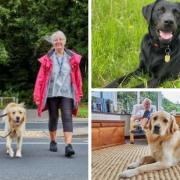 Guide dog volunteer carers urgently needed in Bradford