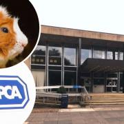 18-year-old sentenced at Kirklees Magistrates' Court over RSPCA animal cruelty charge which saw pet guinea pig die