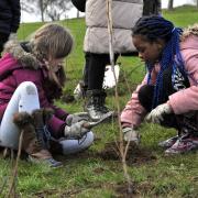 St Matthew's pupils planting trees this week