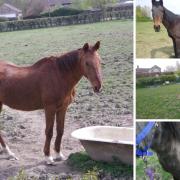 Three horses rescued by the RSPCA can now be rehomed after the end of court proceedings
