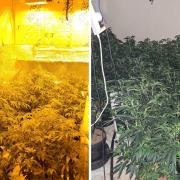 Police operation uncovers cannabis farm worth thousands of pounds