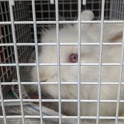 Lost rabbit rescued after gambolling across school playground