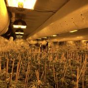 A large cannabis farm was discovered in Wyke