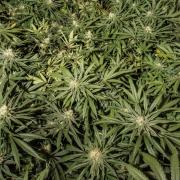 Man set to be prosecuted over cannabis farm on Bradford estate