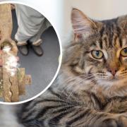 A cat was caught in a gin trap in Leeds