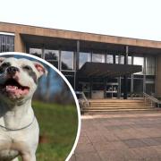 The hearing over the Staffordshire bull terrier (stock pictured) took place at Kirklees Magistrates' Court