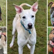 Here are 5 dogs looking for a forever home at the RSPCA centre in Bradford