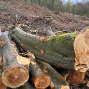 Felled trees at St Ives