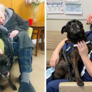 Harvey the dog is adored by residents and staff at Cottingley Hall care home