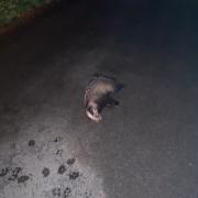 Five men have been arrested on suspicion of wilfully killing a badger after this one was found the North Yorkshire village of Hambleton