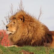Ares the African lion