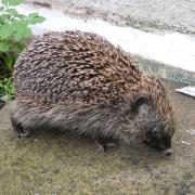 A hedgehog visits Val's garden