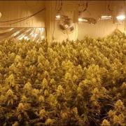 Bradford South police have issued a guide to residents on the signs of cannabis farms
