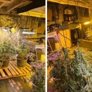 A cannabis grow was discovered at a property in Cleckheaton