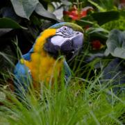 Elvis the parrot's 20th birthday celebration will be held at Woodbank Garden Centre in Harden