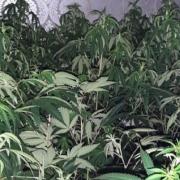 Some of the more than 100 cannabis plants found inside a Wibsey property