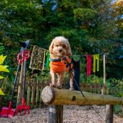 Pumpkin trail at Bolton Abbey - dogs welcome