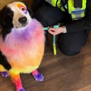 The dyed dog