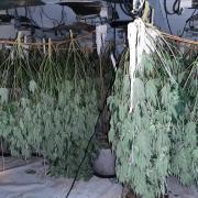 Police discovered this cannabis farm in Wibsey.