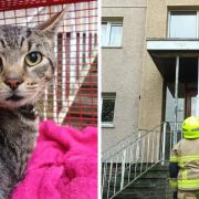 Lego the tabby cat was rescued by firefighters in Shipley after he got stuck