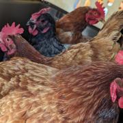 The hens which were found abandoned in West Yorkshire