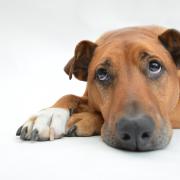 Kennel cough should usually clear up within three weeks