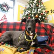 Domino, said to be the most overlooked pooch at Dogs Trust Leeds