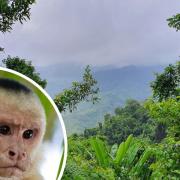 Marina Chapman was raised by a family of capuchin monkeys in the Colombian jungle