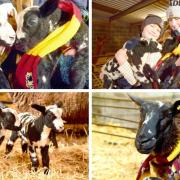 Sam and Lydia Holdsworth have named two New Year lambs after Bradford City players. The lambs' mum is at the bottom right