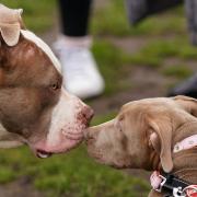Two XL Bully dogs during a protest against the ban. Pic: Jacob King/PA Wire