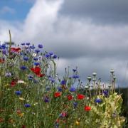 A wildflower verge in Bingley is a riot of colour. Picture by Deborah Clarke, T&A Camera Club
