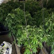 Police have found a cannabis farm in Holme Wood