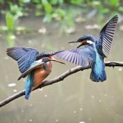 Kingfishers by Debbie Drake