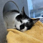 Could you give Pip a loving home? Images: Yorkshire Cat Rescue