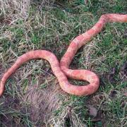 It is thought the reptile found was a corn snake