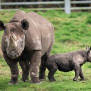 The newborn black rhino calf with his mother, Najuma