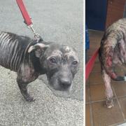 Misha, a Staffordshire bull terrier, who had to be put down at the age of 10 after receiving treatment for a serious skin condition