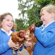 Bradley Primary School pupils sold eggs fro the school hens, 2011