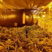 This cannabis farm was discovered in Batley.