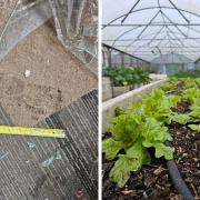 A window was smashed during a break-in at Wibsey Community Garden