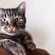 All cat owners in England will be required to have their cats microchipped from June 10