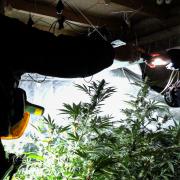 This cannabis farm was discovered by police in Wrose today.