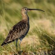 The National Trust is urging dog owners to keep their pets on leads to protect nesting birds like the curlew.