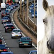 A carriageway of the M62 had to be closed this morning due to horses in the road