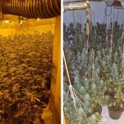 Police found more than 700 cannabis plants in a Bradford house