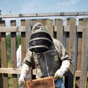 BEE-KEEPER Bill Cadmore checks the hive