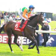 Forest Ranger went close at York on last outing