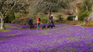 Crocuses at National Trust's Wallington Hall in Northumberland, where you can take part in an Easter adventures in nature trail. Picture: PA